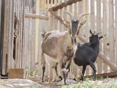 Bild 100 aus  Forstbauer