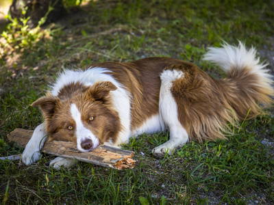 Bild 17 aus  Premhof