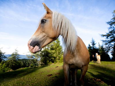Bild 161 aus  Bischofhütten