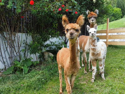 Bild 2 aus  Lesachtal Alpaka