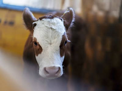 Bild 165 aus  Hagerhof