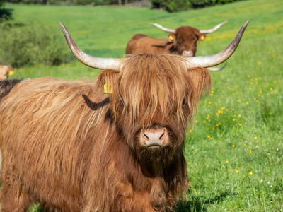 Bild 4 aus Ferienwohnungen Kagerer