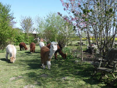 Bild 20 aus  WindWeiteWattenmeer Ferien in Tossens
