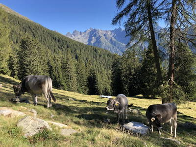 Bild 28 aus  Haus Wille