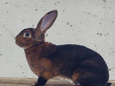 Bild 16 aus  Zillerlehen