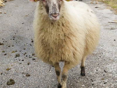 Bild 34 aus  Gsangerer