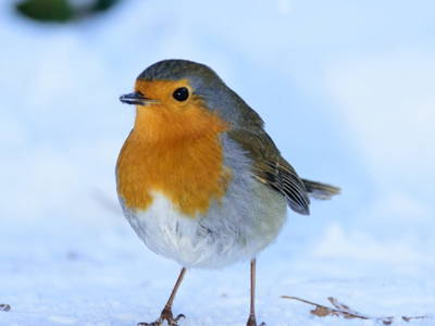 Bild 3 aus  Landhaus Sofie