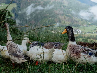 Bild 70 aus  Hepi Lodge