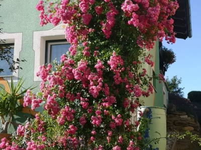 Bild 4 aus  Frühstückspension Buchner