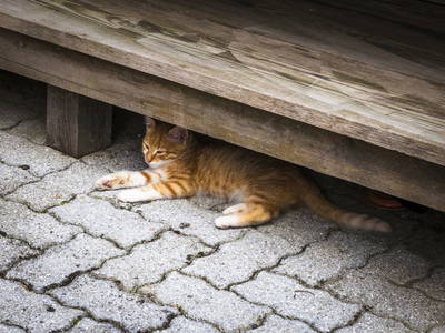 Bild 27 aus  Örgenbauer