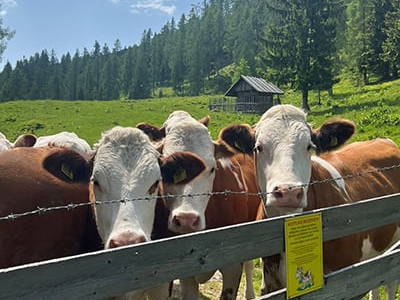 Bild 7 aus Neuwirth Hütte