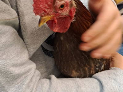 Bild 70 aus  Bio.Erlebnis.Hof Bruckbacher