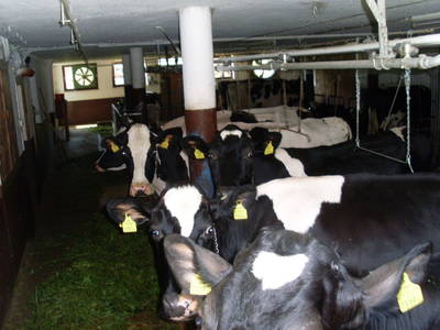 Bild 44 aus  Blattlbauer