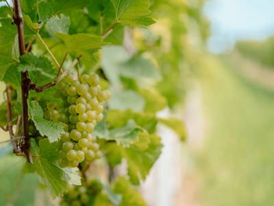 Bild 21 aus  Weingut Koller
