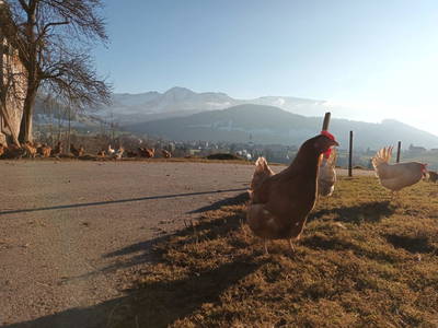 Bild 199 aus  Haus Hagspiel