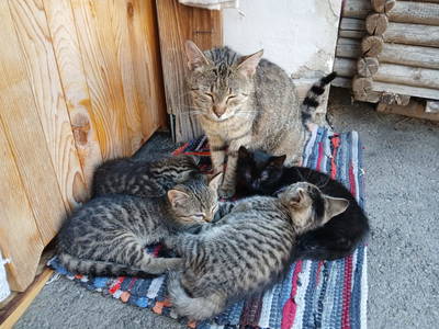 Bild 164 aus  Naturparkbauernhof - Kaiserhof