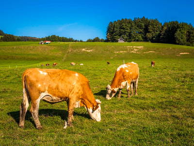 Bild 67 aus  Greischbergerhof