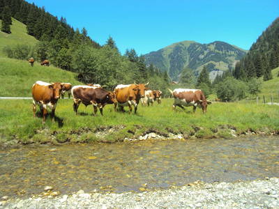 Bild 56 aus  Chalet Gretchenruhe