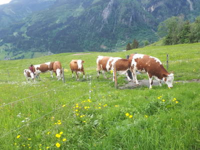 Bild 76 aus  Weißsteinalm