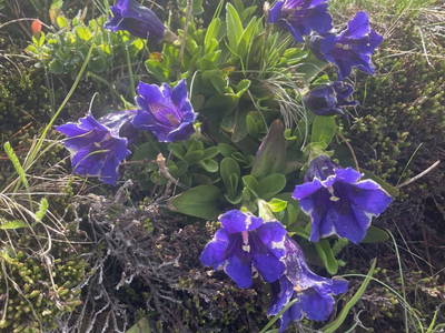 Bild 104 aus  Tobadillerhof Kinderbauernhof Pitztal Tirol