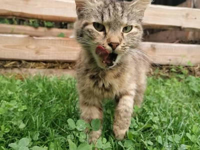 Bild 30 aus  Biohof Prannleithen