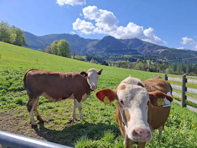Bild 14 aus Ablass