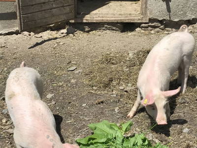 Bild 70 aus  Apartment "Kalbschädl"