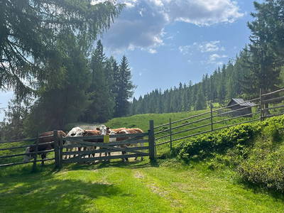 Bild 133 aus Neuwirth Hütte