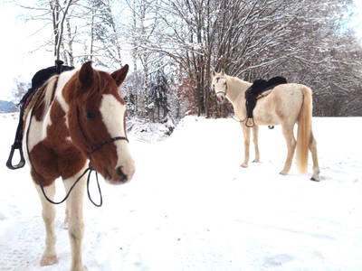 Bild 15 aus  Arabian Harmony