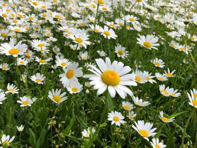 Sie wohnen ländliche, ruhig und doch zentral