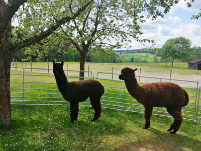 Bild 26 aus  KnallerbsenHof