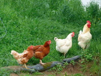 Bild 21 aus  Urlaub am Schoffahanslof im Bayerischen Wald: Natur, Abenteuer & Erholung für die ganze Familie“