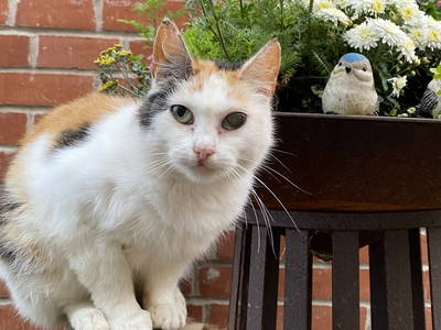 Bild 68 aus  Ferienhof Messer  Bauernhofurlaub  Ostseenähe  Ponys