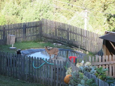 Bild 12 aus  Trafisölerhof