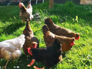 Bild 8 aus  Alter Gutshof Papstdorf in der Sächsischen Schweiz