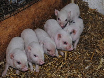 Bild 10 aus  Hof Kaltofen