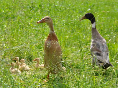 Bild 25 aus  Donauerhof