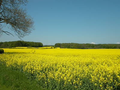 Bild 21 aus  Baustrup Hof