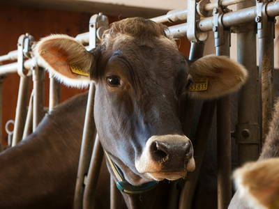 Bild 12 aus  Ferienhof Hitzelberger