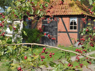 historisches Backhaus - Grillhäuschen