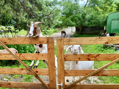 Bild 27 aus  Ferienwohnung Dachsmühle: Natur und Tiere