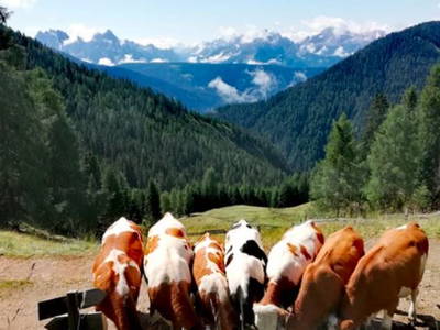 Bild 6 aus  Stegerhof