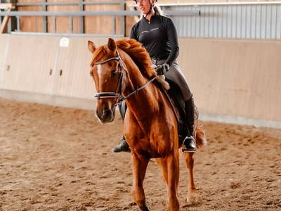 Bild 23 aus LandSelection - Ferienhof Paulsen