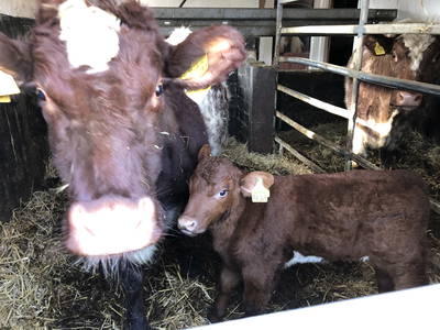 Bild 87 aus  Ostsee Ferienhof Kluvetasch