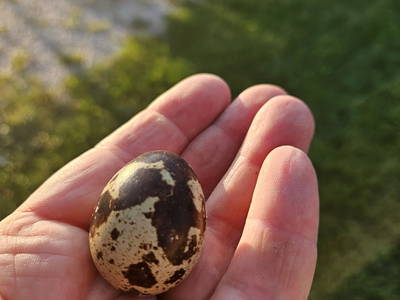 Bild 46 aus  Frankhof