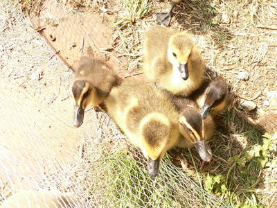 Bild 21 aus  Grenzer Ökohof