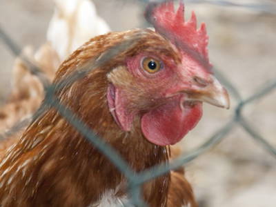 Bild 16 aus  LandSelection Ferienhof Bettmann