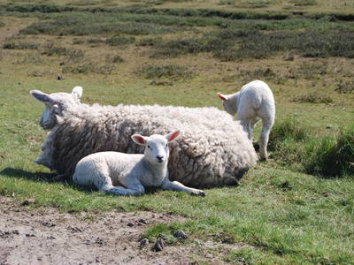 Bild 8 aus  Lindenhof