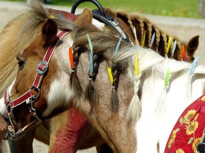 Bild 23 aus  Sonis kleine Farm Grömitz