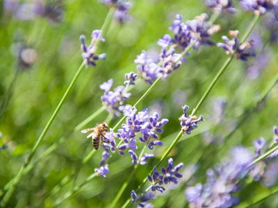 Bild 31 aus  LandSelection  *  WAIBELHOF *  AllgäuerAlpenWellness